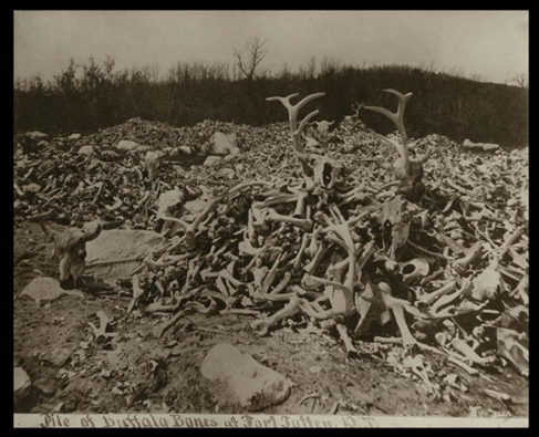 Figure 11.10 Bones loaded onto railcars near Devils Lake, ND. (North Dakota State Historical Society)
